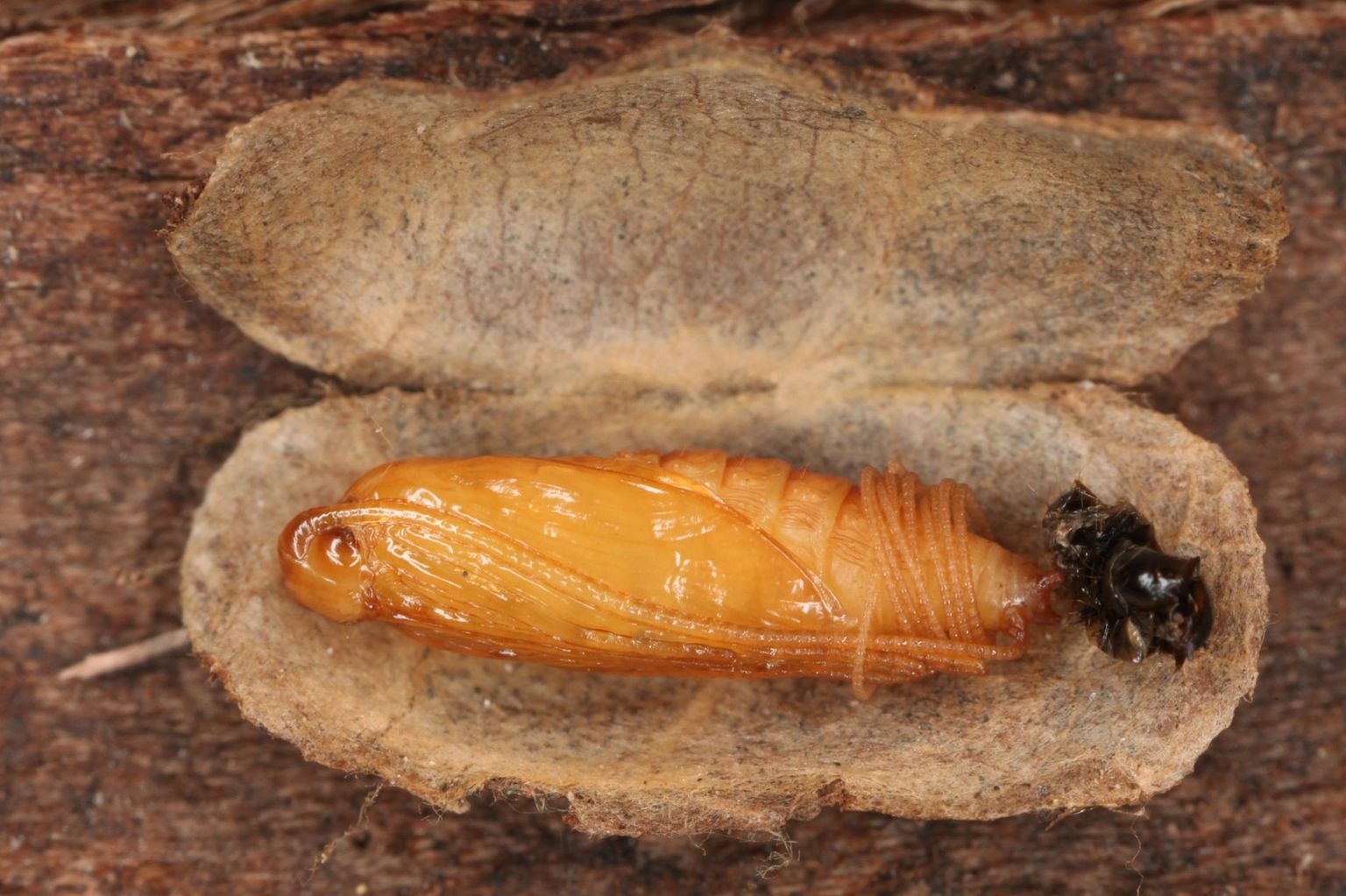 Männliche Puppe von Nemophora degeerella in geöffnetem Raupengehäuse. Charakteristisch sind die spiralförmig um das Abdomen gewickelten Fühlerscheiden. (Bild Rudolf Bryner)