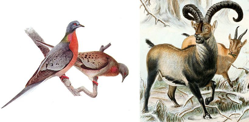 Die Wandertaube und der Burcado sind zwei der ausgestorbenen Arten, die mit Hilfe der Synthetischen Biologie zurück gebracht werden sollen.