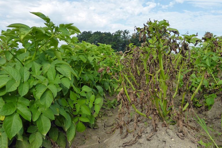 Den gesunden Kartoffelpflanzen (links) wurden mit Cisgenese mehrere Resistenzgene gegen die Kraut- und Knollenfäule aus Wildkartoffeln übertragen. Dadurch sind sie im Gegensatz zu den unveränderten Pflanzen (rechts) dauerhaft immun gegen diese Pflanzenkrankheit.