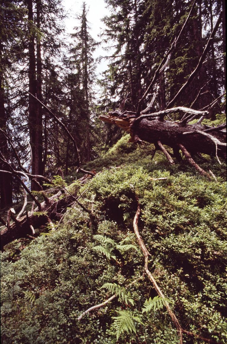 montagna bosco di peccio legno morto