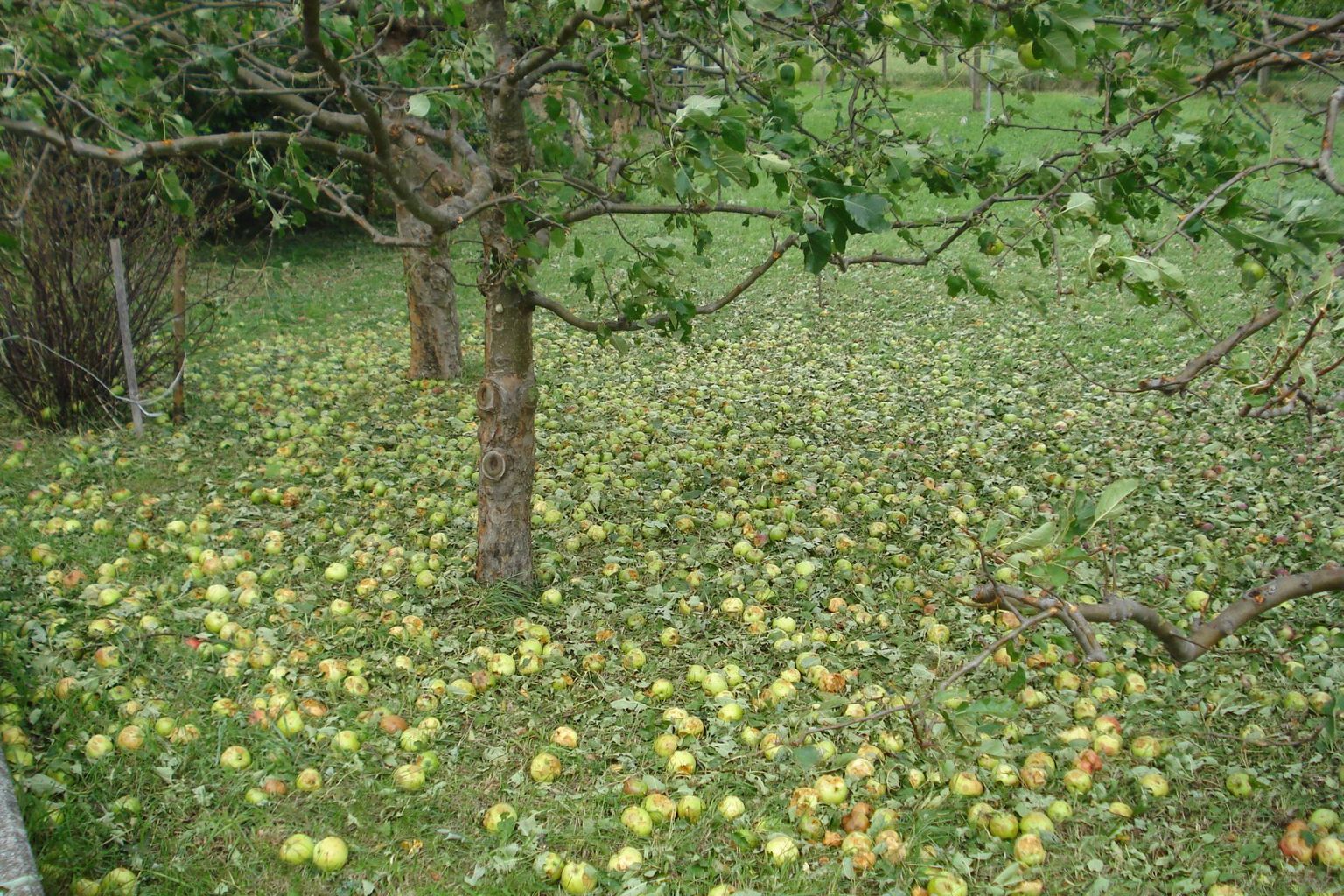 Hagelschaden an einem Apfelbaum