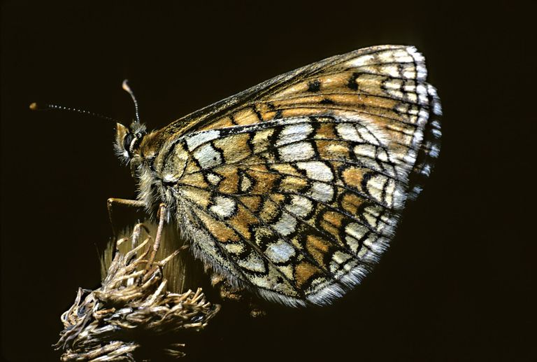 papillon insecte