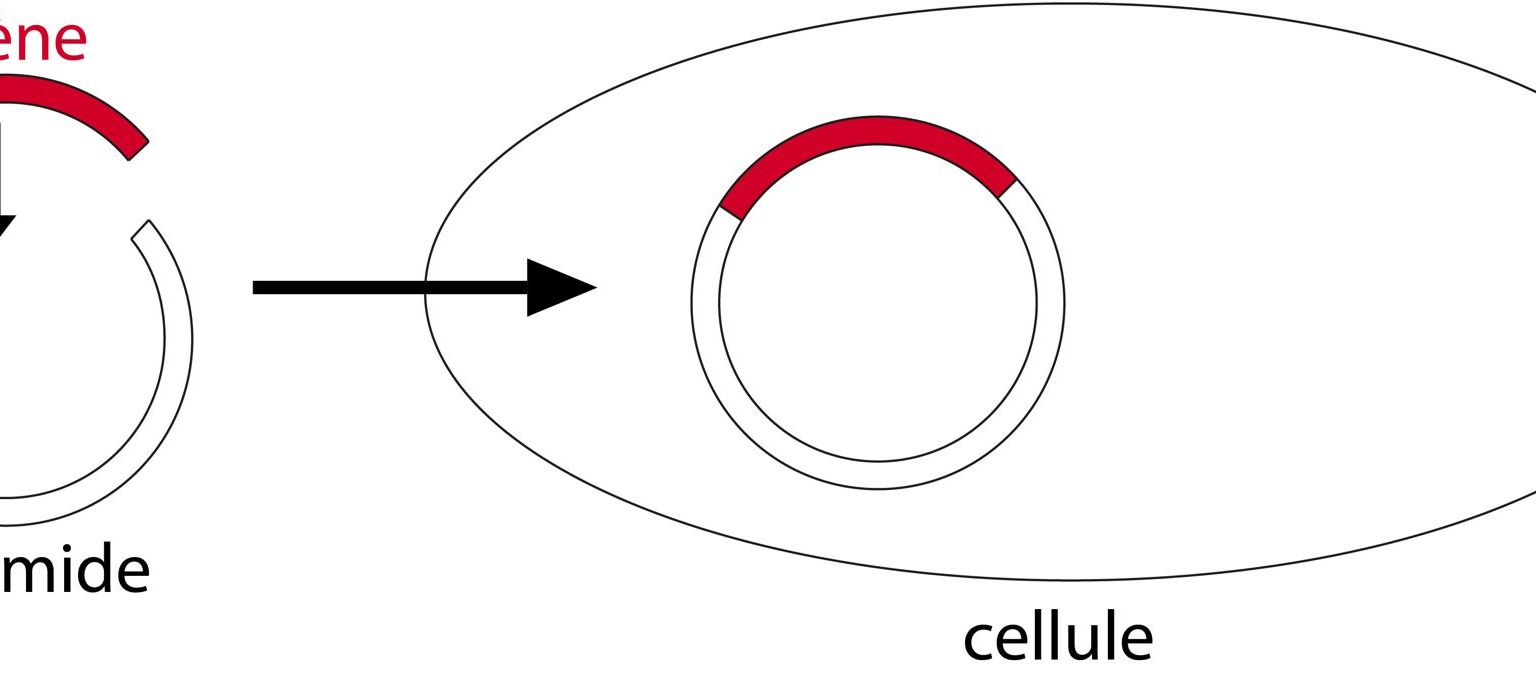 Le gène d’intérêt est inséré dans un plasmide, puis le plasmide est introduit dans une cellule.