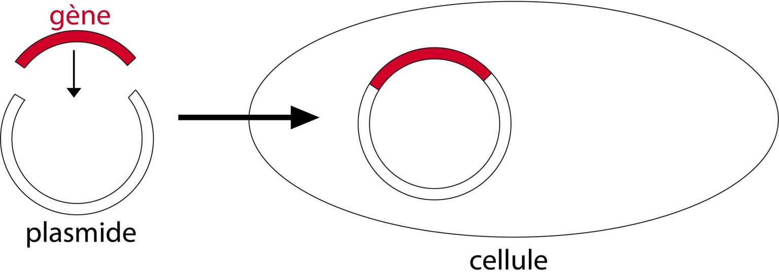 Le gène d’intérêt est inséré dans un plasmide, puis le plasmide est introduit dans une cellule.