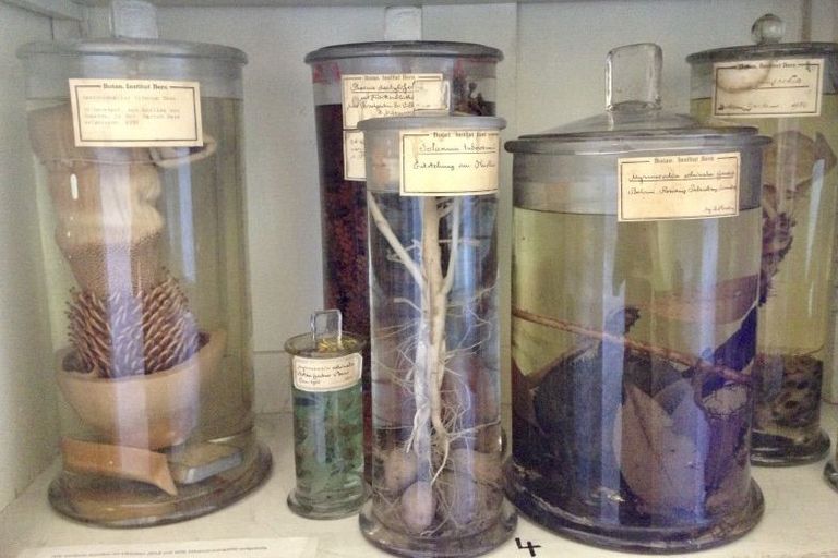 Herbarium Bernense