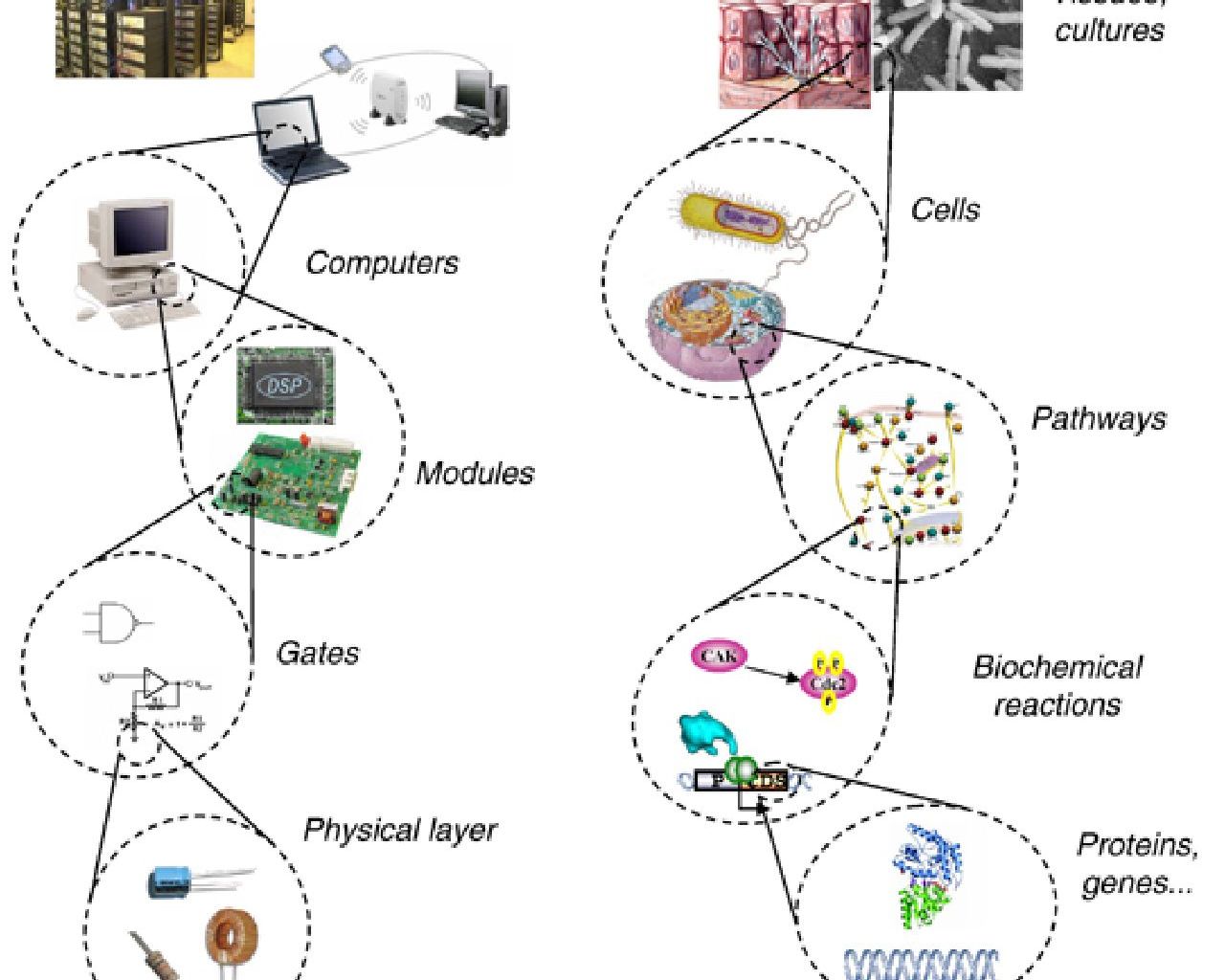 Bioengineering: Ähnlich wie bei einem Computer sollen im Bioengineering-Ansatz die einzelnen biologischen Bauteile nach einer hierarchischen Struktur zusammengebaut werden.