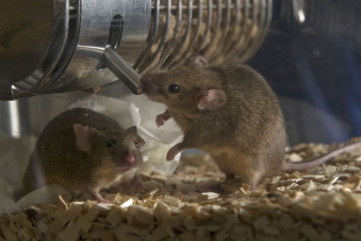 Maus trinkt in Versuchstierbox