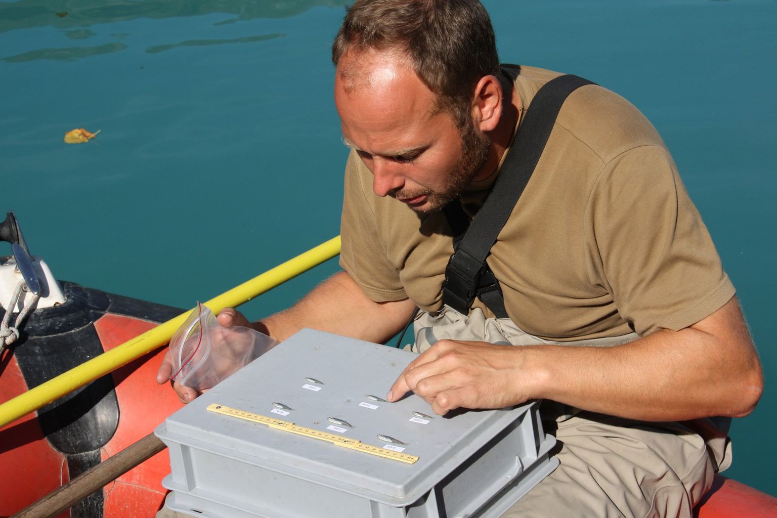 Even the smaller fish are recorded systematically and using standardised methods in Projet Lac, here on Lake Brienz. (eawag)
