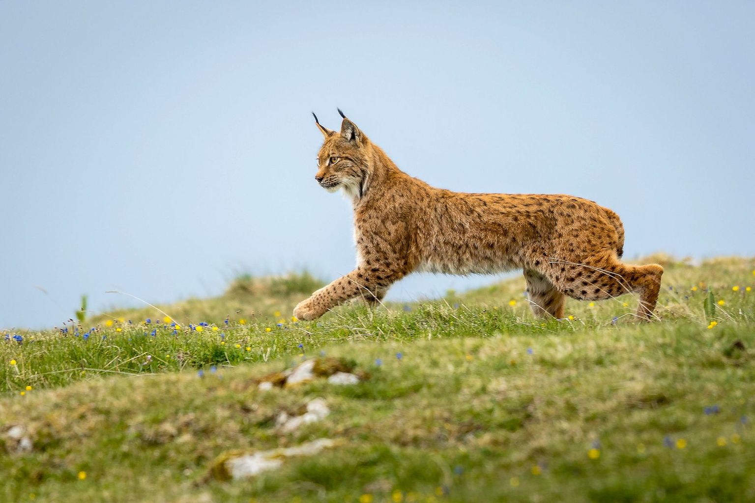 Le Lynx est de retour dans le Jura, ainsi que dans une vaste partie des Préalpes et des Alpes. Les populations présentes actuellement sont cependant encore trop petites pour garantir une survie à long terme. Il est par ailleurs nécessaire de pouvoir connecter les différentes populations à l’échelle nationale.