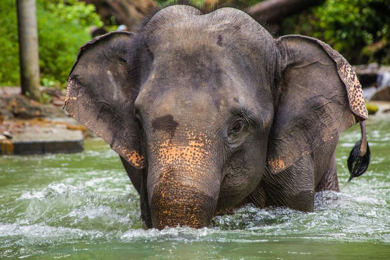 Ein Elefant in Thailand