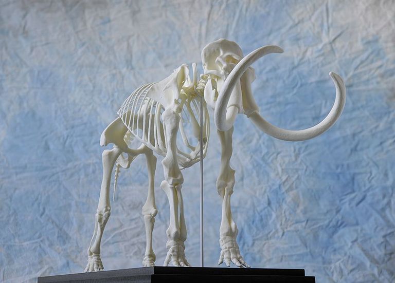Mammutskelett aus dem 3D-Drucker: Das Skelett im Massstab 1:10 entspricht ungefähr dem Mammutbullen aus Rutkreuz.