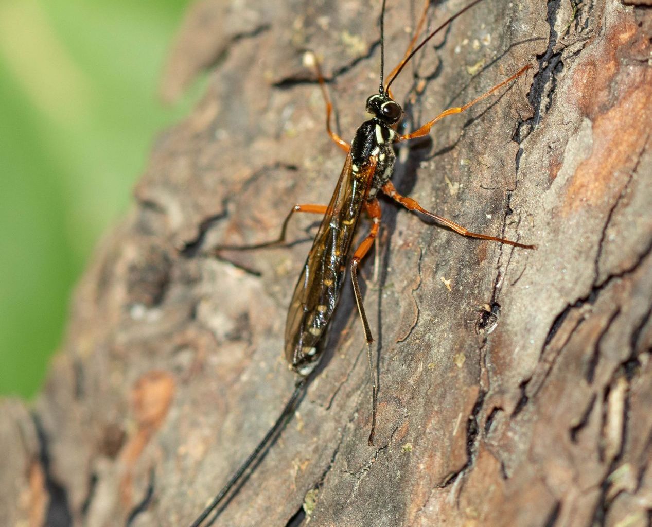 Rhyssa persuasoria (Sabre wasp)