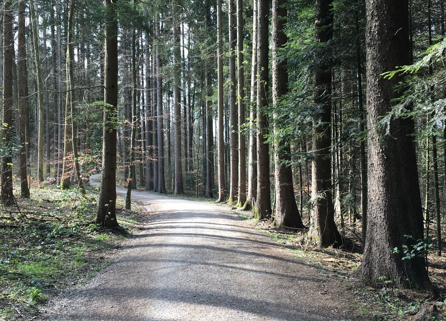 Les routes et chemins forestiers fractionnent des biotopes et donnent accès à des zones de loisirs qui sinon, resteraient relativement peu perturbées.