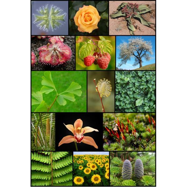Plant systematics