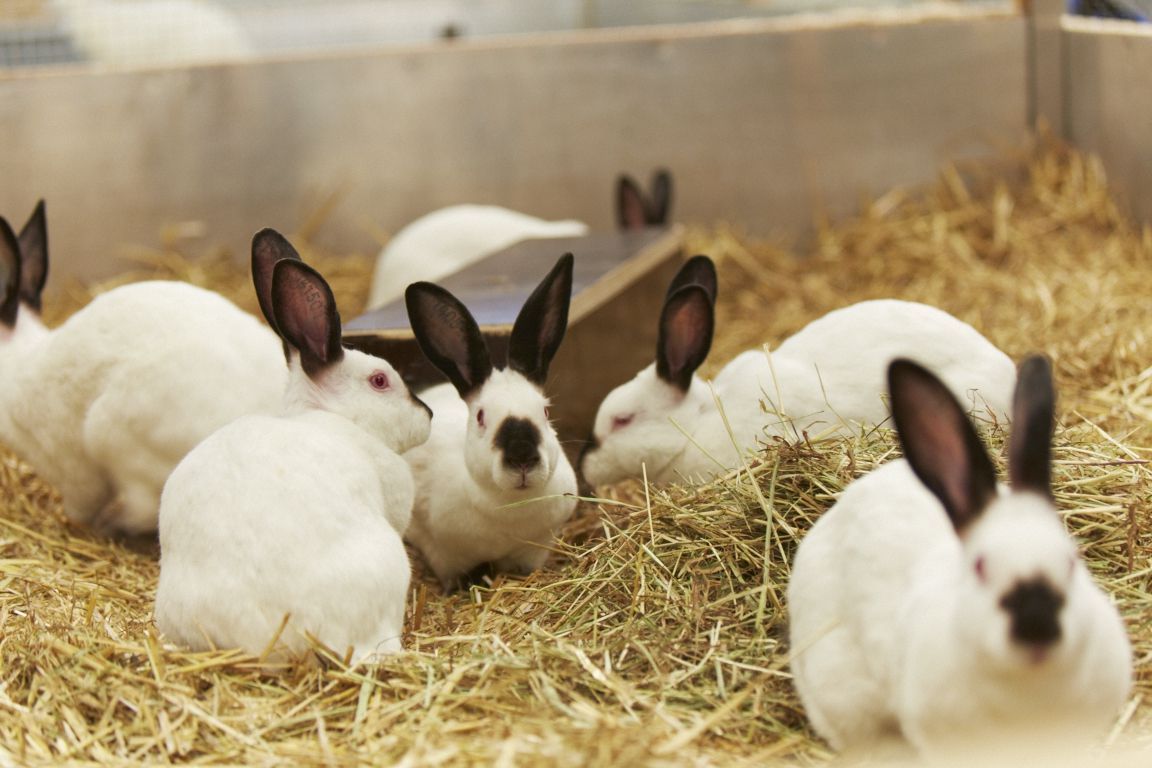 Picture of rabbits in research made available by Novartis